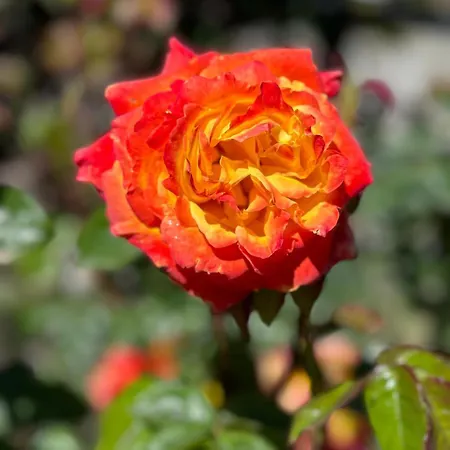 Casa Ex Bar Fiolet Апартаменты Gignod