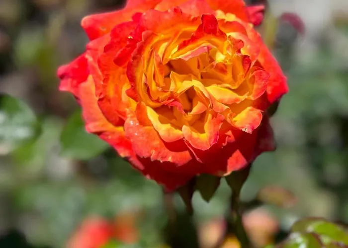 Casa Ex Bar Fiolet Lejlighed Gignod